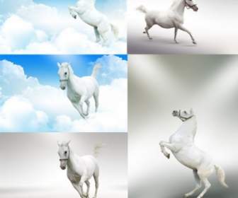 白い馬カオチン画像