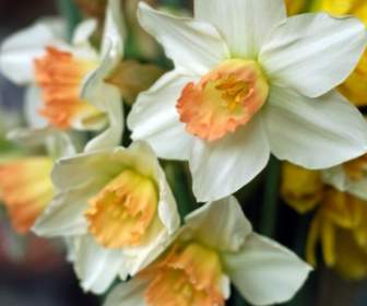 Narcissus Putih