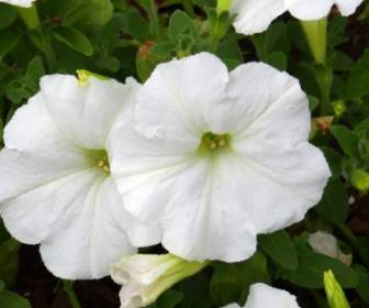 White Petunia With Effects