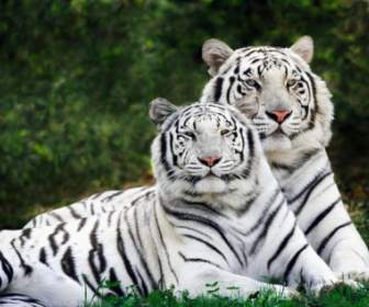 Tigri Del Bengala Bianche Fase Sfondi Animali Tigri
