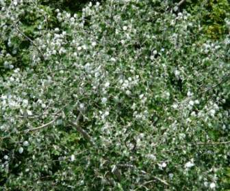 Folhas De álamo Poplar Branco