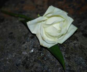 white rose flower
