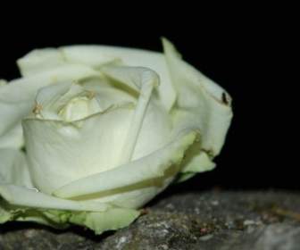 Цветки белые розы
