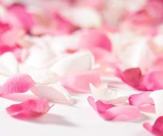 White Rose Pink Rose Petals Stock Photo