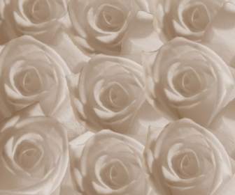 Roses Blanches