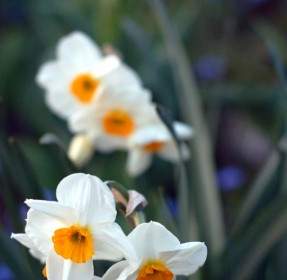Flores Da Primavera Branca