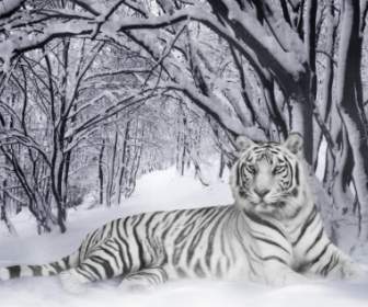 สัตว์เสือวอลล์เปเปอร์เสือขาว