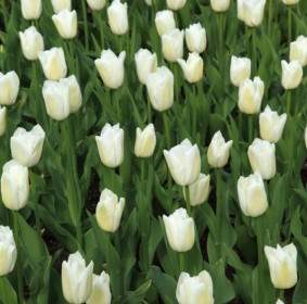 Trắng Hoa Tulip
