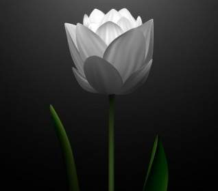 Vector De Tulipanes Blancos