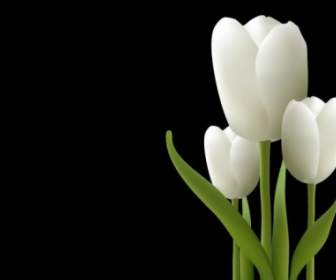 белые тюльпаны вектор