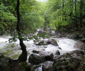 Wildwasser Fluss Bach