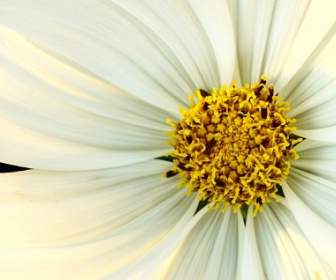 white yellow flower