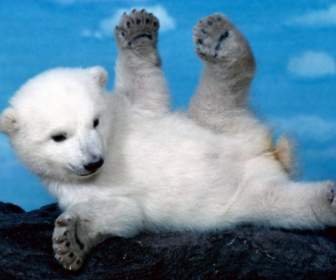 Whoops Polar Bear Wallpaper Bears Animals