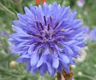 Wild Flower Blue Knapweed