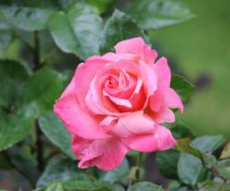 Wild Garden Rose