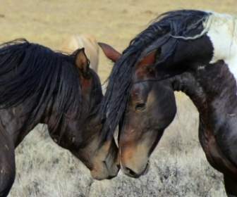 Wild Horses Wyoming