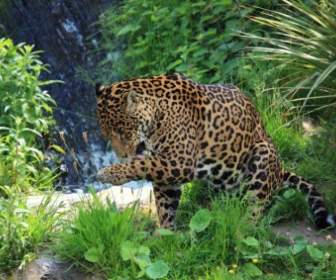 Jaguar Selvagem
