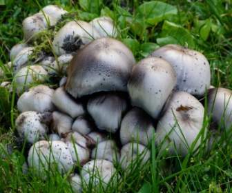 Дикие грибы ядовитых