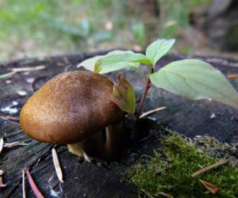 Albero Funghi Selvatico