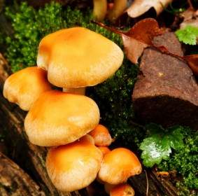 Wild Mushrooms Growing