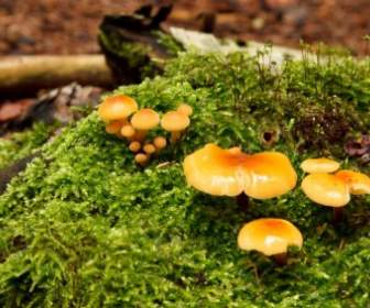 Wild Mushrooms On Moss