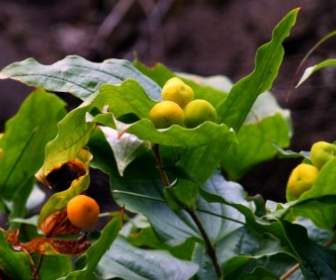 野生の植物の果実の黄色