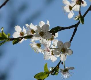 Wild Plum Flower Tree