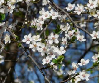 Wild Plum Flower Tree