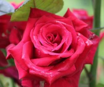 Wilde Rote Rose