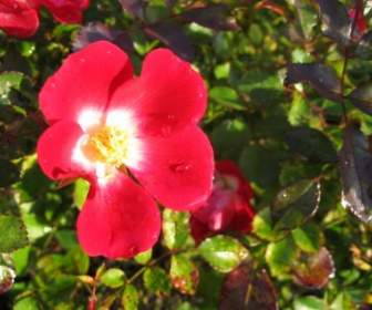 Rosa Selvatica