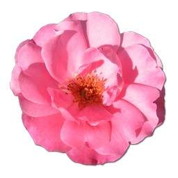 野生玫瑰粉紅色