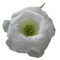 野生玫瑰白色