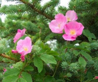 Wild Roses In Pine