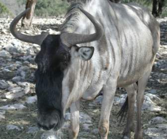 wildebeest white bearded animal