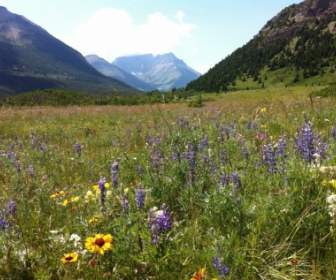 ไวล์ดฟลาวเวอร์อันสวยงามของภูเขา Wildflowers