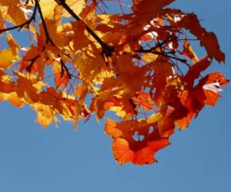 wind autumn maple leaves