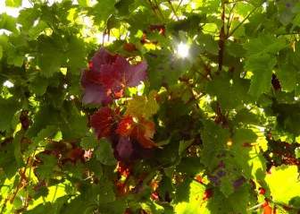 Wine Leaf Wine Plant