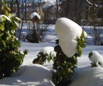 Winter Aviary Snow
