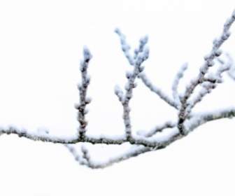 Branche De L'hiver