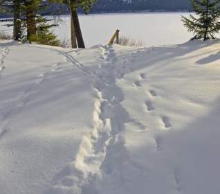 Musim Dingin Canim Danau British Columbia