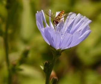 冬季 Florea 昆虫 Hoverfly