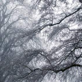 Winter Nebel