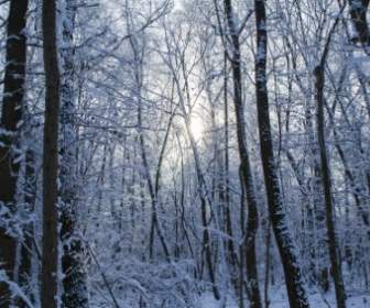 冬季森林森林樹木