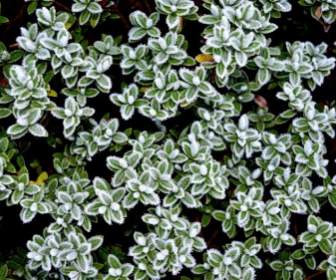 Winter Frost On Plants