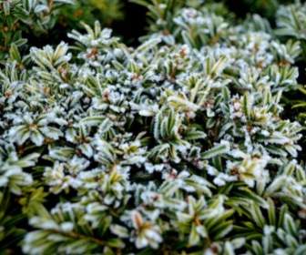 Winter Frost On Plants