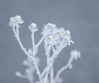 Winter Frost On The Plant