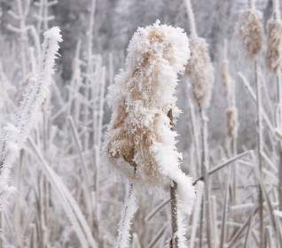 冬季霜凍薊