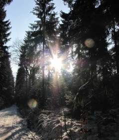 冬 Gegenlichtaufnahme の森