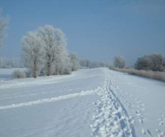 Frost Embun Beku Musim Dingin