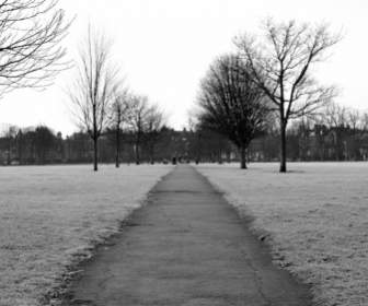 在公園裡的冬天白霜